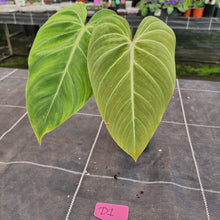 Load image into Gallery viewer, #D1 Philodendron Glorious