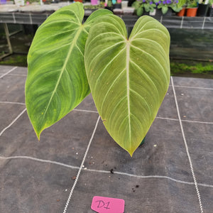 #D1 Philodendron Glorious