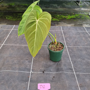 #D1 Philodendron Glorious