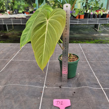 Load image into Gallery viewer, #D1 Philodendron Glorious
