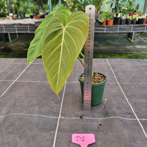 #D1 Philodendron Glorious