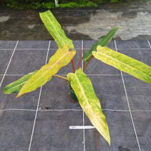 Load image into Gallery viewer, #707 Philodendron Autumn Queen