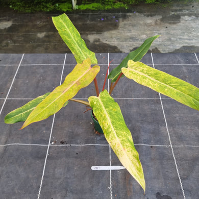 #707 Philodendron Autumn Queen