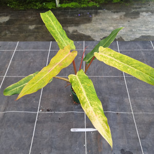 #707 Philodendron Autumn Queen