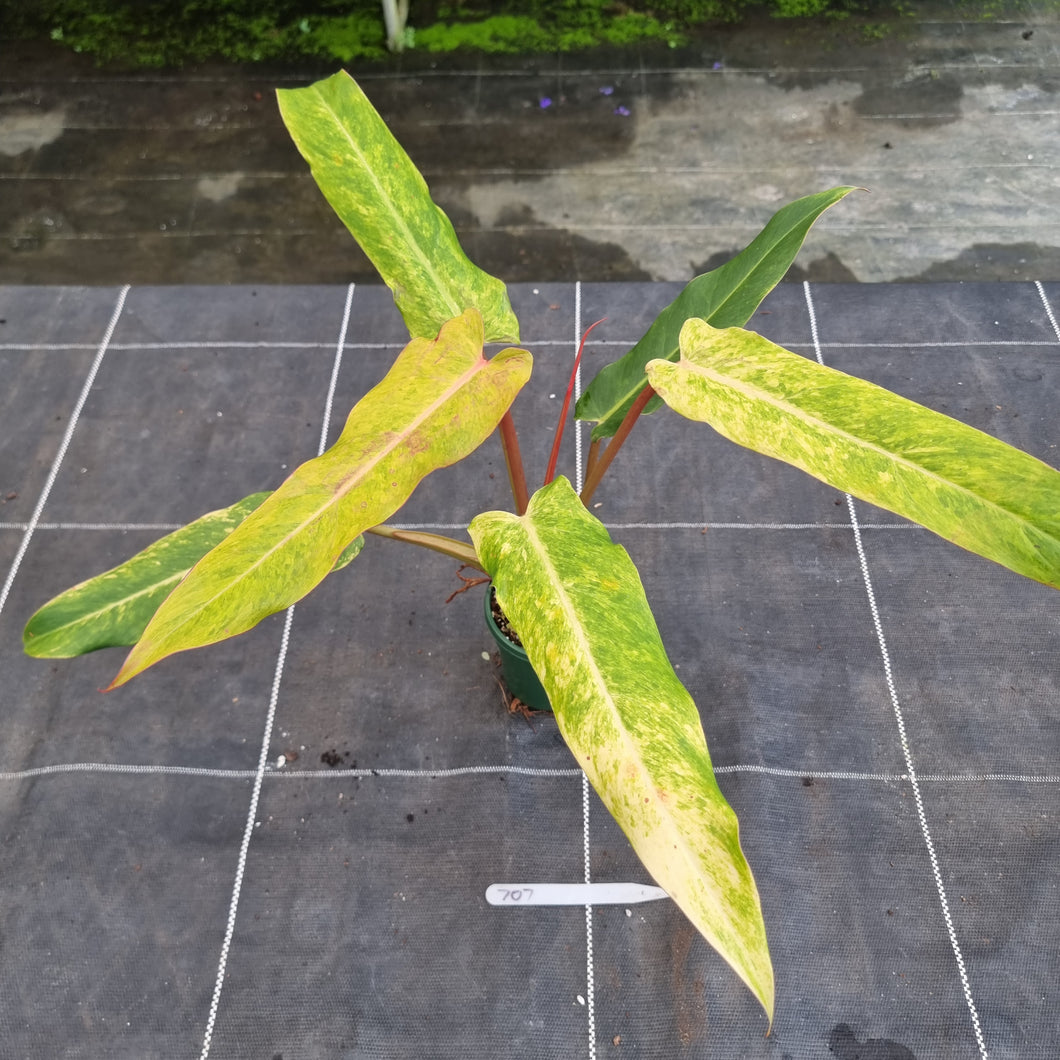 #707 Philodendron Autumn Queen