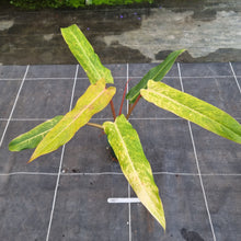 Load image into Gallery viewer, #707 Philodendron Autumn Queen