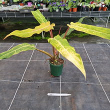 Load image into Gallery viewer, #707 Philodendron Autumn Queen