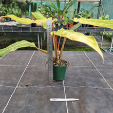 Load image into Gallery viewer, #707 Philodendron Autumn Queen