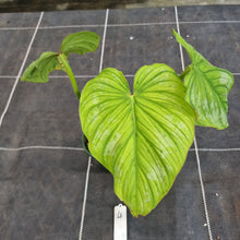 Load image into Gallery viewer, #4 Philodendron Silver Cloud