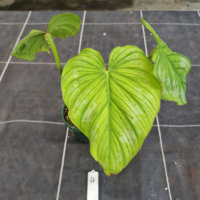 #4 Philodendron Silver Cloud