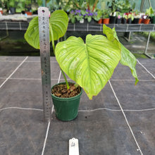Load image into Gallery viewer, #4 Philodendron Silver Cloud
