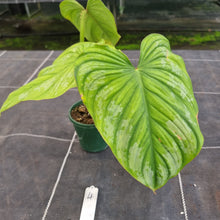 Load image into Gallery viewer, #4 Philodendron Silver Cloud