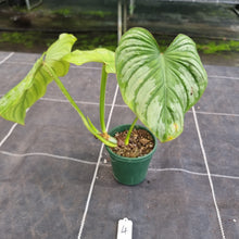Load image into Gallery viewer, #4 Philodendron Silver Cloud