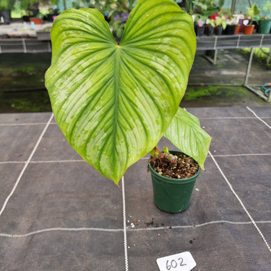 #602 Philodendron Silver Cloud
