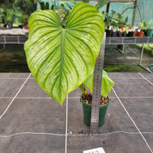 Load image into Gallery viewer, #602 Philodendron Silver Cloud