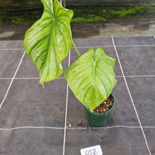 Load image into Gallery viewer, #602 Philodendron Silver Cloud