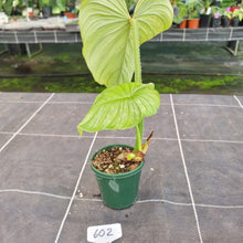 Load image into Gallery viewer, #602 Philodendron Silver Cloud