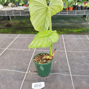#602 Philodendron Silver Cloud