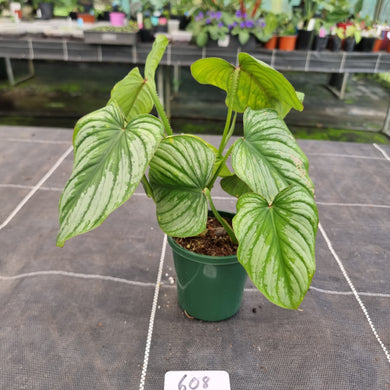 #608 Philodendron Silver Cloud