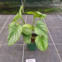 Load image into Gallery viewer, #608 Philodendron Silver Cloud