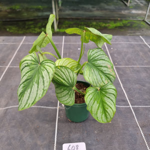 #608 Philodendron Silver Cloud