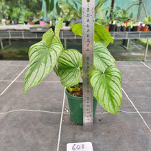 Load image into Gallery viewer, #608 Philodendron Silver Cloud
