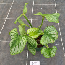 Load image into Gallery viewer, #608 Philodendron Silver Cloud