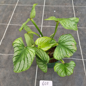 #608 Philodendron Silver Cloud