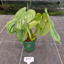 Load image into Gallery viewer, #608 Philodendron Silver Cloud