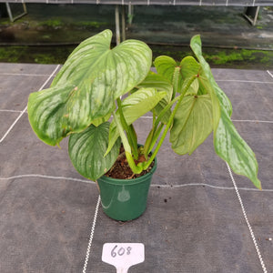 #608 Philodendron Silver Cloud