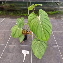 Load image into Gallery viewer, #718 Philodendron Pastazanum x Gloriosum