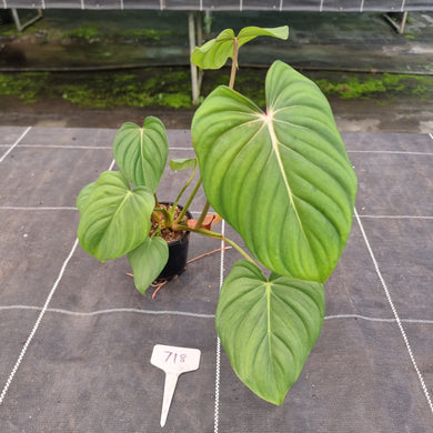 #718 Philodendron Pastazanum x Gloriosum