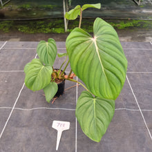 Load image into Gallery viewer, #718 Philodendron Pastazanum x Gloriosum
