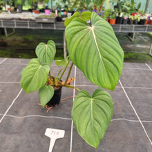 Load image into Gallery viewer, #718 Philodendron Pastazanum x Gloriosum