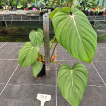Load image into Gallery viewer, #718 Philodendron Pastazanum x Gloriosum