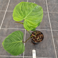 Load image into Gallery viewer, #46 Philodendron Majestic