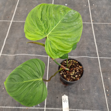 #46 Philodendron Majestic