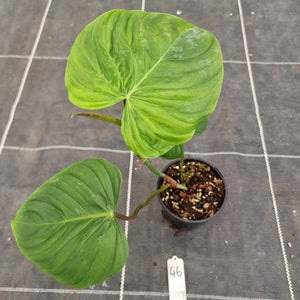 #46 Philodendron Majestic