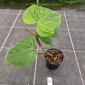 #46 Philodendron Majestic
