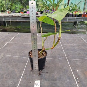 #46 Philodendron Majestic