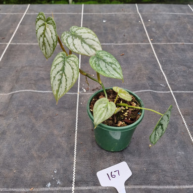 #167 Philodendron Brandtianum