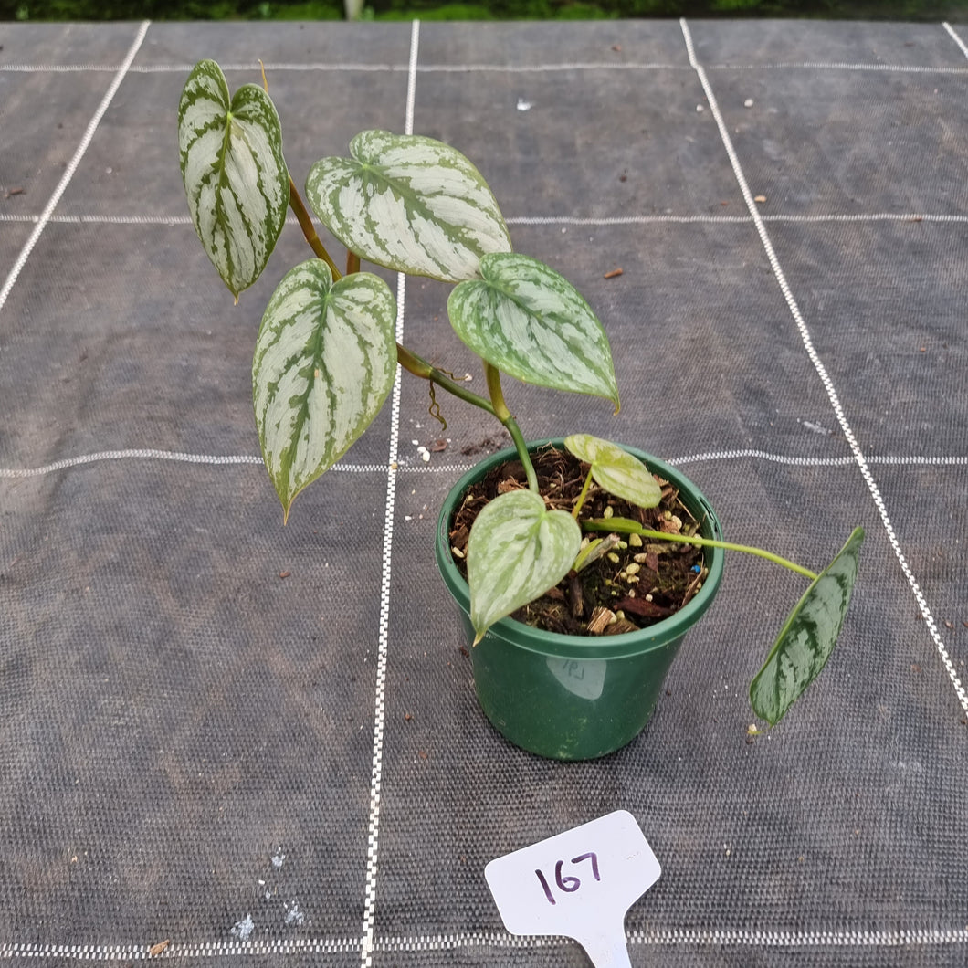#167 Philodendron Brandtianum
