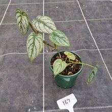 Load image into Gallery viewer, #167 Philodendron Brandtianum
