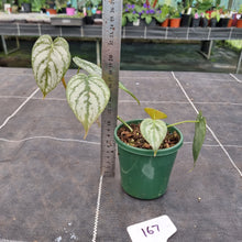 Load image into Gallery viewer, #167 Philodendron Brandtianum