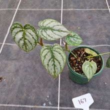 Load image into Gallery viewer, #167 Philodendron Brandtianum
