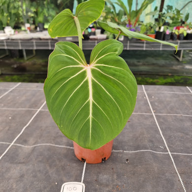 #100 Philodendron Gloriosum