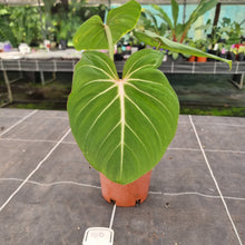 Load image into Gallery viewer, #100 Philodendron Gloriosum