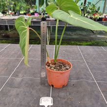 Load image into Gallery viewer, #100 Philodendron Gloriosum