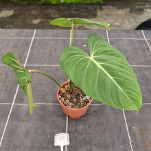 Load image into Gallery viewer, #100 Philodendron Gloriosum