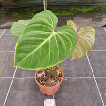 Load image into Gallery viewer, #100 Philodendron Gloriosum